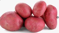 Картофель красный 2026