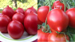 Помидоры сливовидные