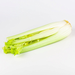 Сельдерей стебель