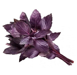 Базилик красный