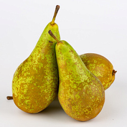 Груша Конференц